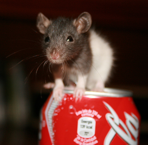 Rat 101